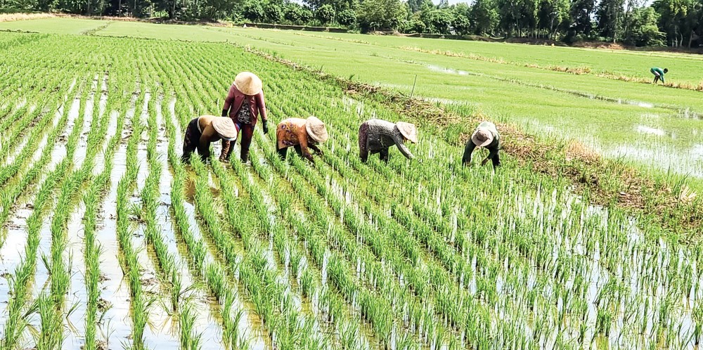 Sản xuất lúa vụ thu đông 2022 tại xã Đông Bình, huyện Thới Lai.