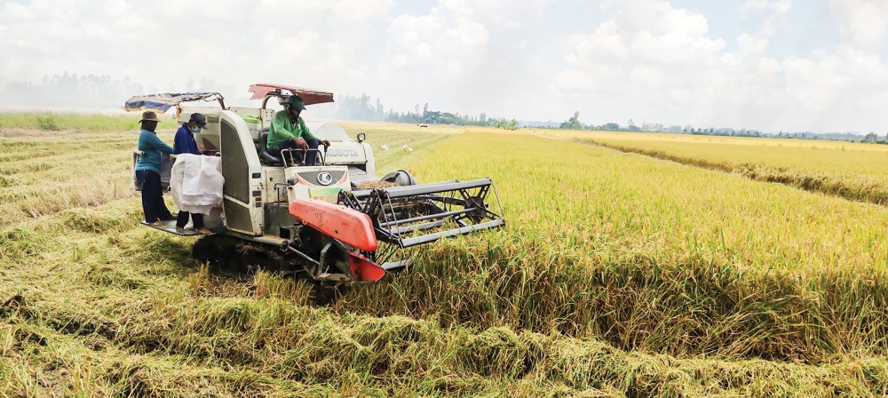 Thu hoạch kịp thời lúa hè thu, xuống giống sớm vụ thu đông tránh lũ Lúa vụ hè thu 2022 tại vùng ĐBSCL chủ yếu được thu hoạch bằng máy gặp đập liên hợp. Trong ảnh: Thu hoạch lúa tại huyện Thới Lai, TP Cần Thơ.