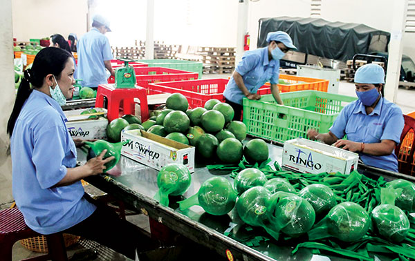 Cần nâng cao năng lực chế biến rau quả