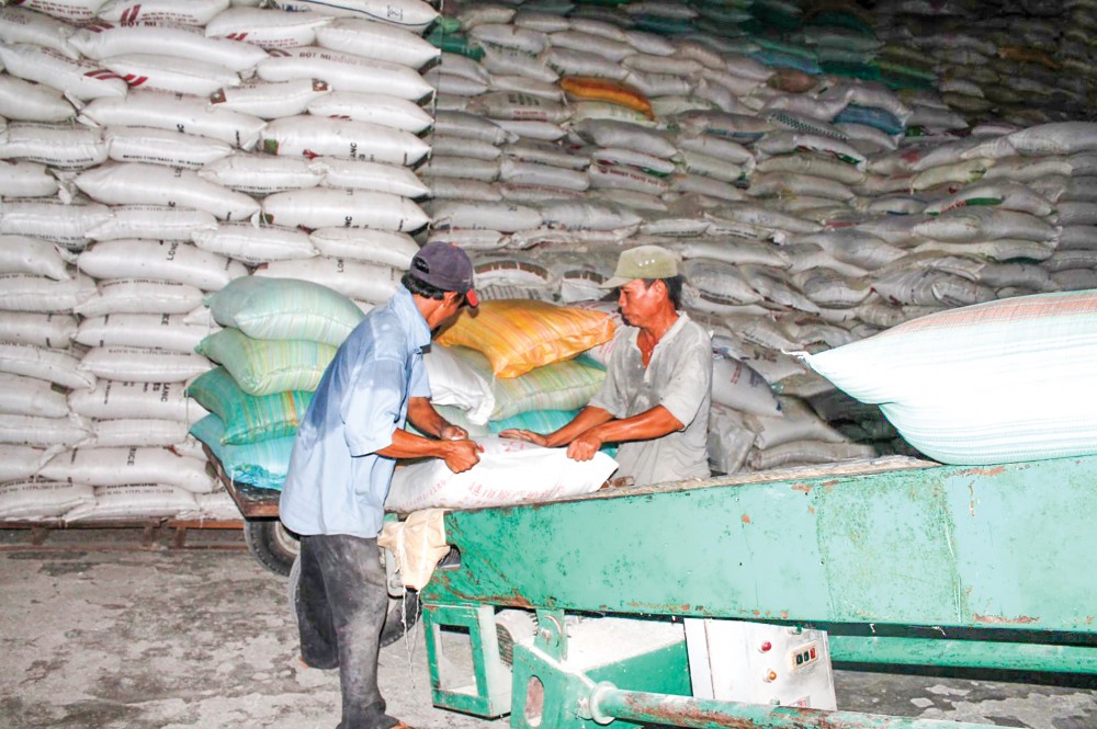 Thu mua lúa gạo phục vụ chế biến xuất khẩu tại một doanh nghiệp ở quận Thốt Nốt,TP Cần Thơ.