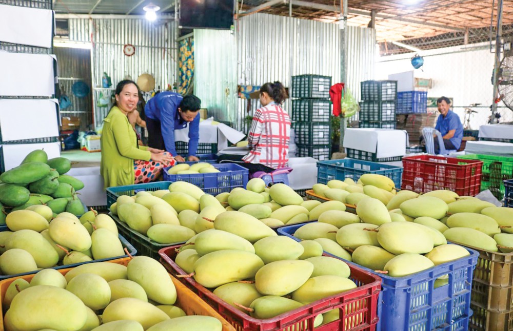 Thu mua xoài phục vụ xuất khẩu tại một cơ sở thu mua trái cây ở huyện Cờ Đỏ, TP Cần Thơ.