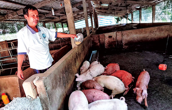 Heo hơi tăng giá nhưng người nuôi heo vẫn nhiều nỗi lo!