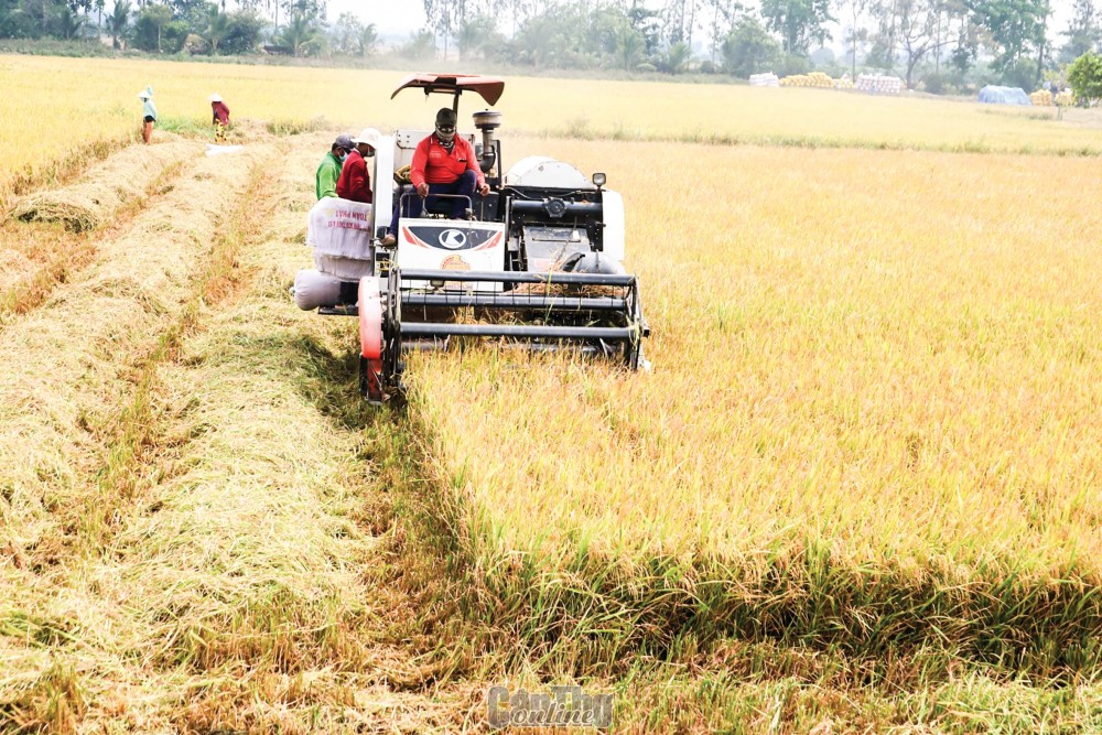 Lúa là cây trồng chủ lực tại vùng ĐBSCL. Trong ảnh: Thu hoạch lúa tại huyện Thới Lai, TP Cần Thơ.