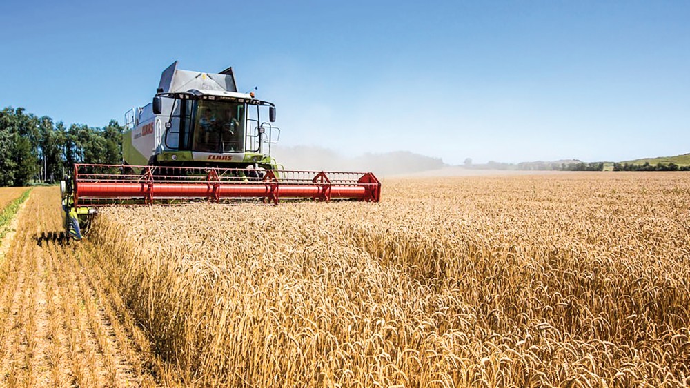 Thu hoạch lúa mì tại Ukraine. Ảnh: AFP