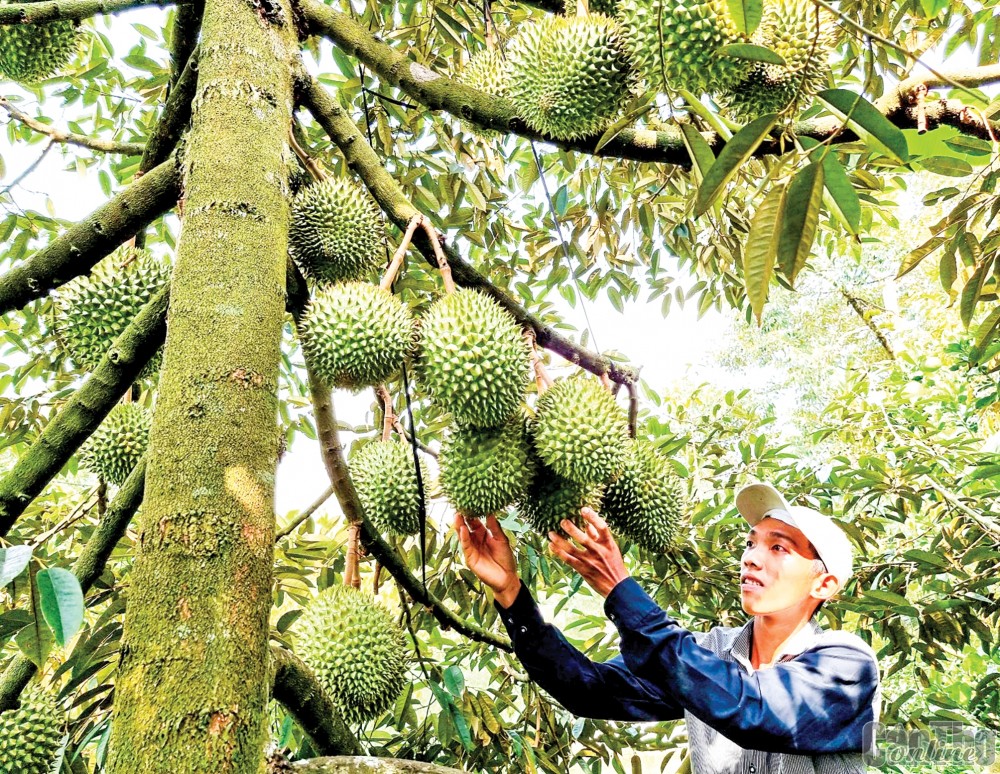 Sầu riêng được trồng tại huyện Phong Điền, TP Cần Thơ.