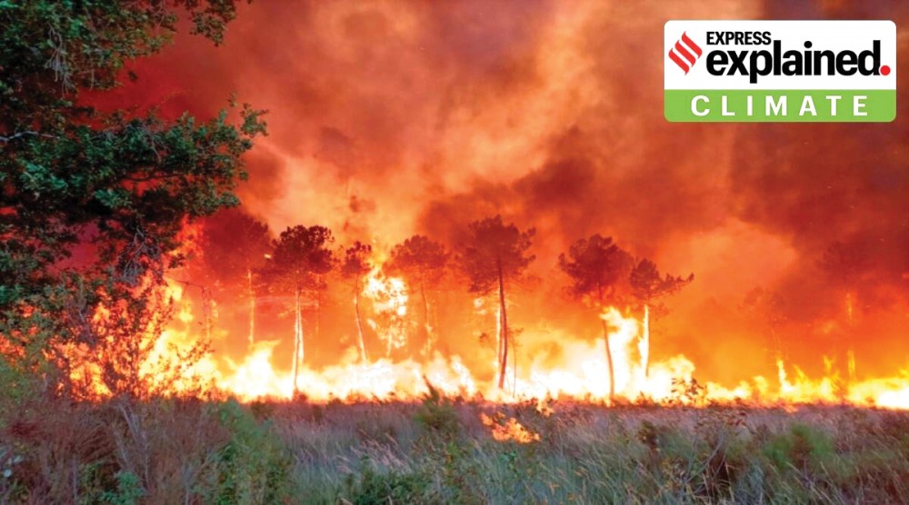 Một vụ cháy rừng tại Pháp.
