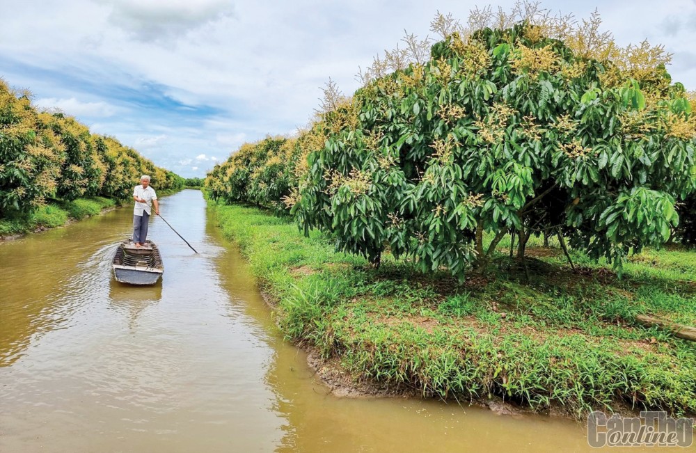 Nông dân ở huyện Thới Lai thăm vườn, kiểm tra tình hình phát triển của vườn cây.