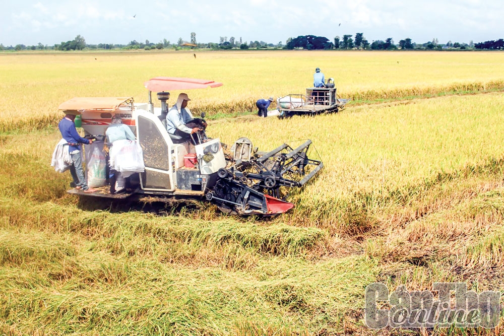 Thới Lai tháo gỡ khó khăn, tiếp tục duy trì tăng trưởng 