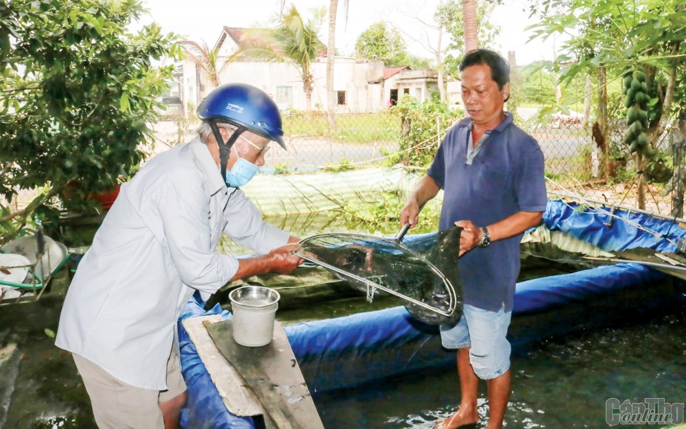 Người dân chọn mua cá giống tại Trại cá giống Tùng ở huyện Phong Điền.