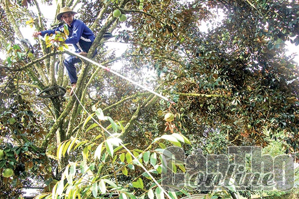 Gần 58,4 tỉ đồng thâm canh, cải tạo vườn cây ăn trái kết hợp với xây dựng nhãn hiệu