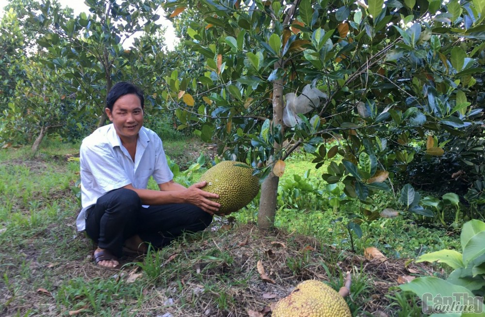 Anh Mai Văn Hiếu, hội viên Hội Người mù quận Cái Răng, chăm bón vườn cây ăn trái, phát triển kinh tế gia đình.