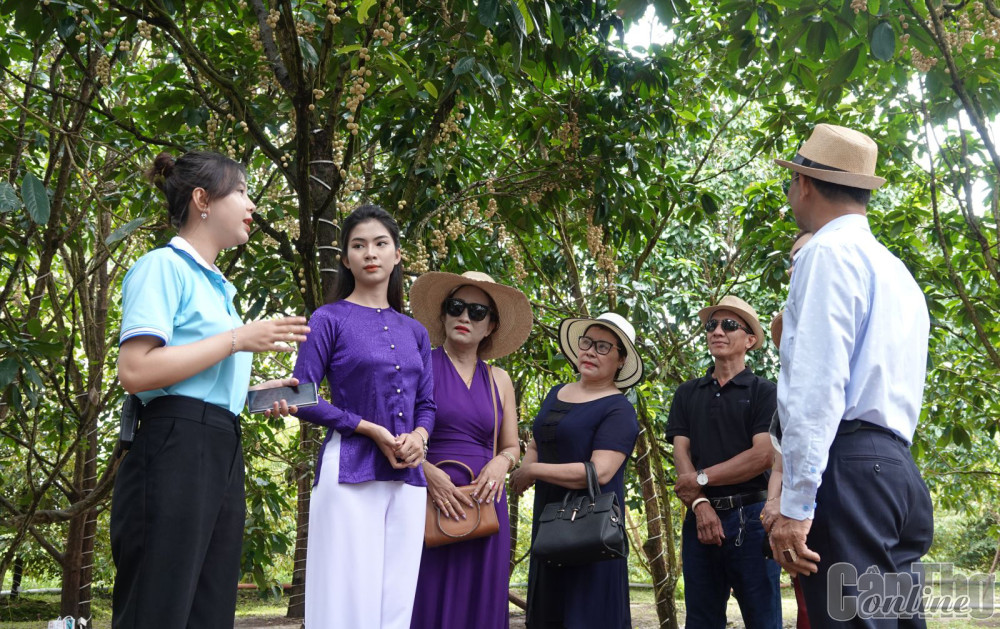 Du khách tham quan vườn dâu hạ châu ở Cần Thơ Eco Resort.