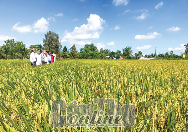 Mô hình canh tác lúa thông minh giúp nâng cao thu nhập cho nông dân