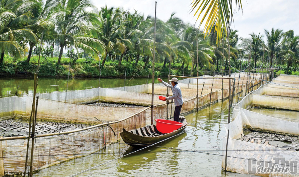 Mô hình nuôi thủy sản trên địa bàn huyện Cờ Đỏ.