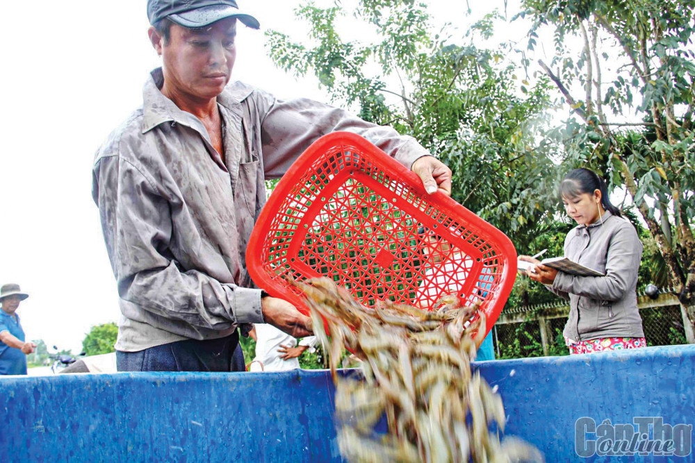 Thu hoạch tôm phục vụ xuất khẩu tại tỉnh Trà Vinh.