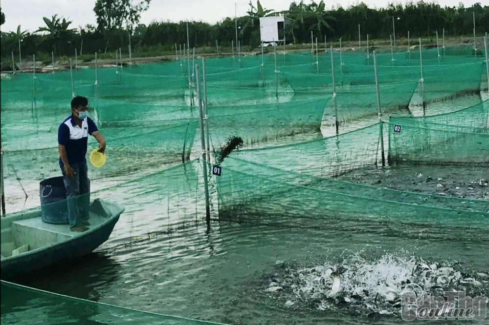 Vùng nuôi thủy sản theo tiêu chuẩn Global GAP của Công ty CP Thực phẩm Phạm Nghĩa trên địa bàn huyện Thới Lai.