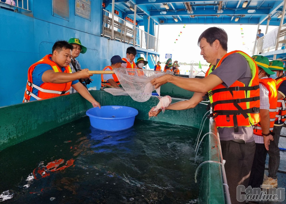 Chuẩn bị cá để thả về tự nhiên.