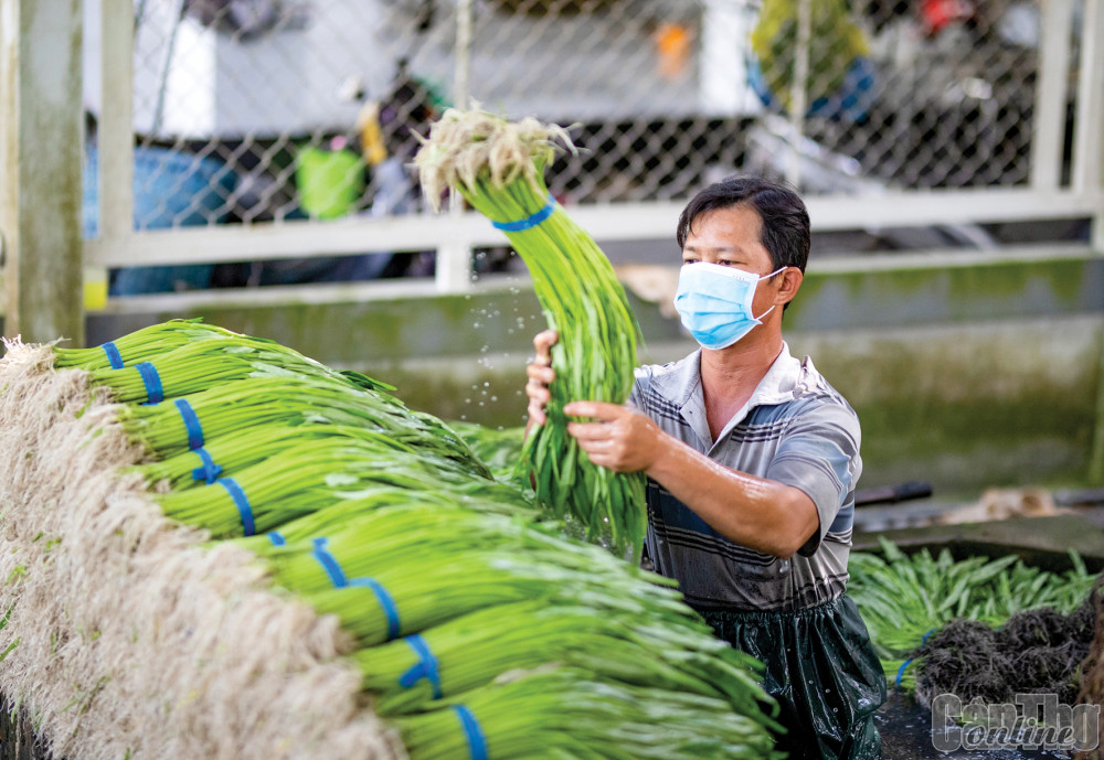 Làm sạch rau muống sau thu hoạch tại HTX rau an toàn Hòa Phát, quận Ô Môn.