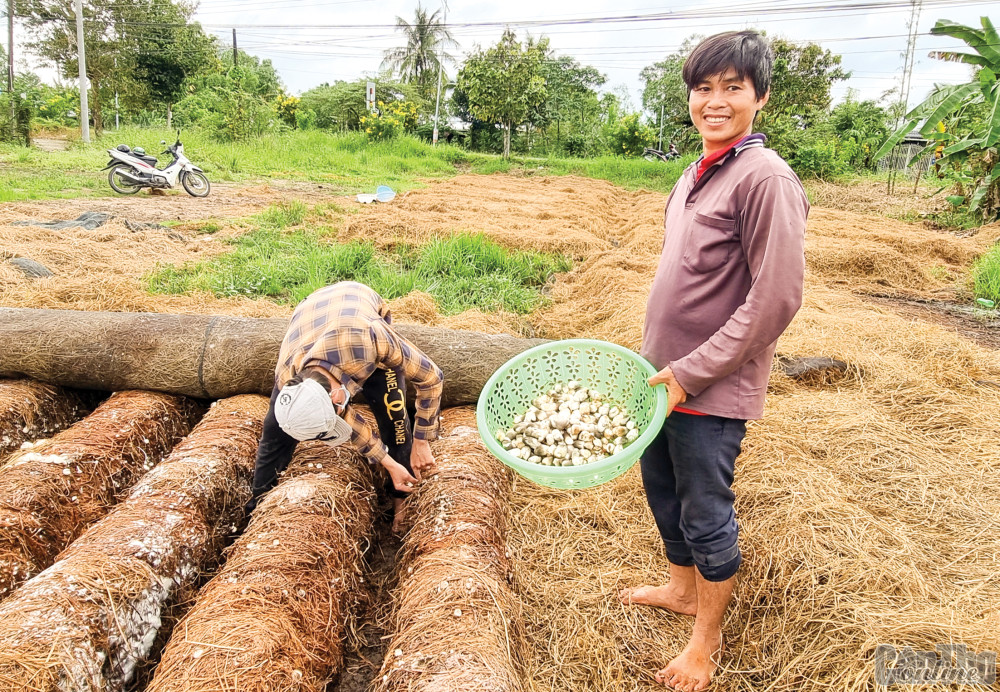 Nấm rơm giảm giá Thu hoạch nấm rơm tại huyện Cờ Đỏ, TP Cần Thơ.