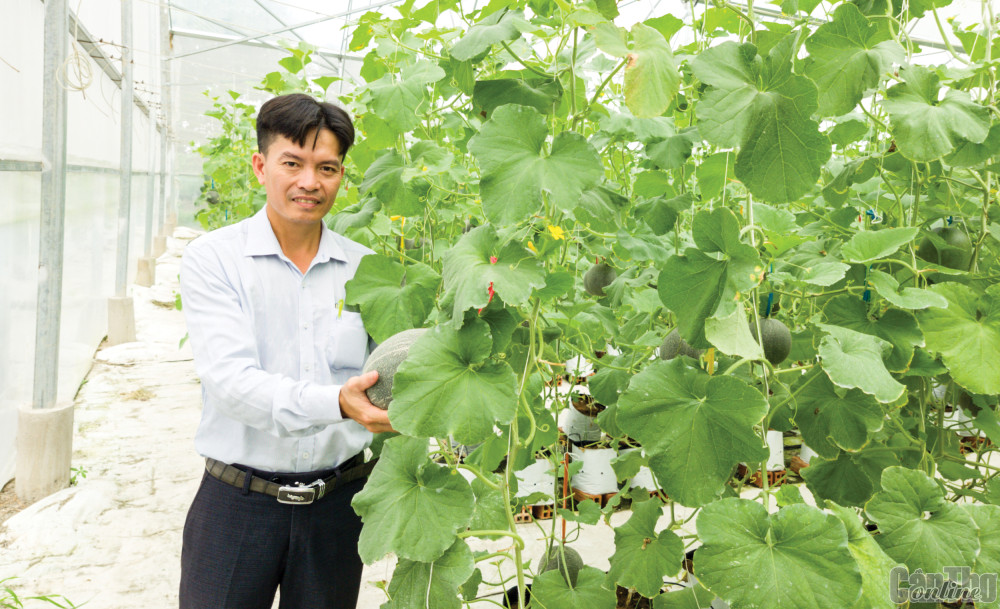 Hiện nay, nhiều sản phẩm nông sản của các hợp tác xã nông nghiệp trên địa bàn TP Cần Thơ đã được quảng bá, giới thiệu trên các sàn thương mại điện tử. Trong ảnh: Trồng dưa lưới tại một hợp tác xã ở huyện Thới Lai.