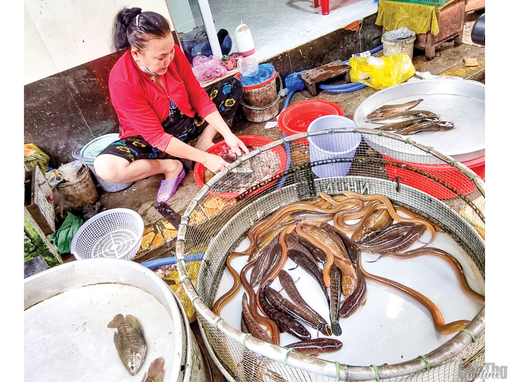 Lươn được bày bán cùng các loại cá tại một chợ trên địa bàn TP Cần Thơ.