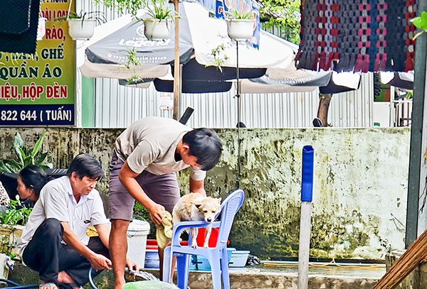 Vẫn còn chủ quan trong phòng bệnh dại