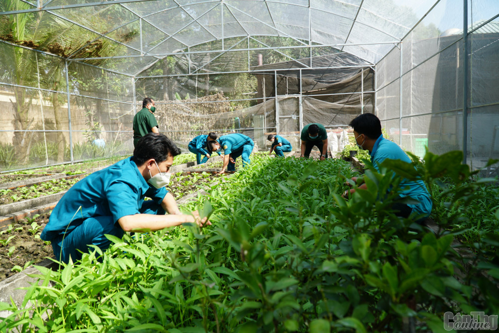 Các Ban Chỉ huy Quân sự quận tăng gia sản xuất hơn 2,2 tỉ đồng Tăng gia sản xuất ở Ban CHQS quận Ô Môn.