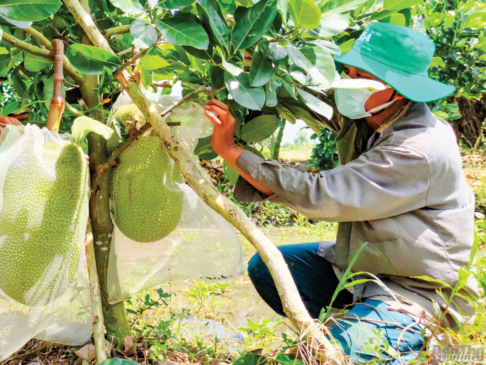 Mít Thái được trồng ở huyện Thới Lai, TP Cần Thơ.