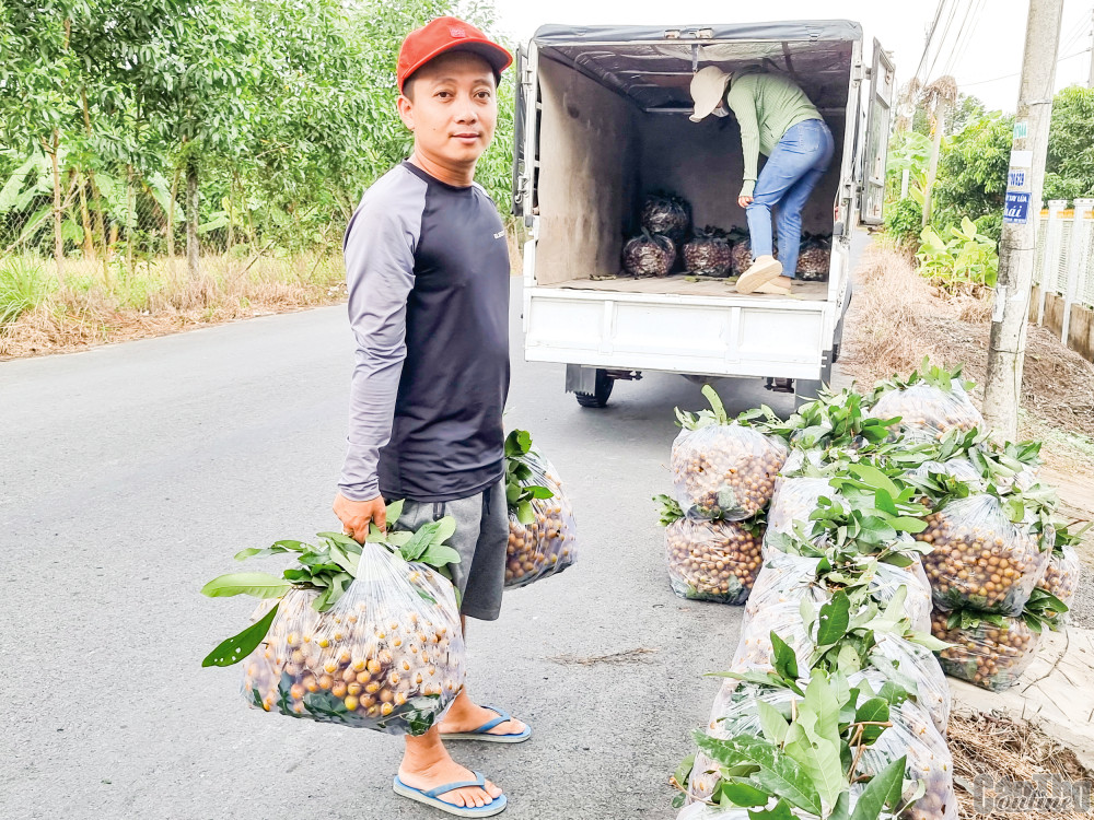Cần Thơ có nhiều loại trái cây ngon, đặc sản có thể đẩy mạnh tiêu thụ tại Hà Nội. Trong ảnh: Nhãn Ido được trồng ở huyện Phong Điền.