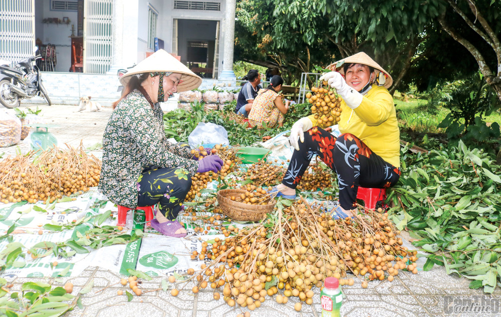 Thu hoạch trái cây tại huyện Phong Điền, TP Cần Thơ.
