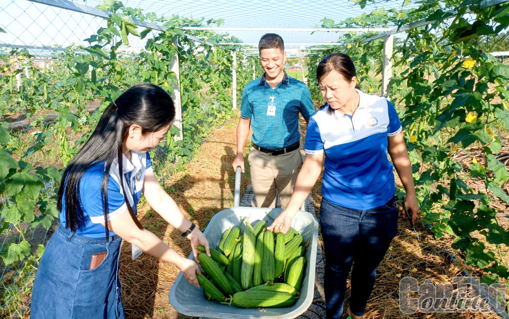 Thu hoạch đầu mùa tại vườn rau.