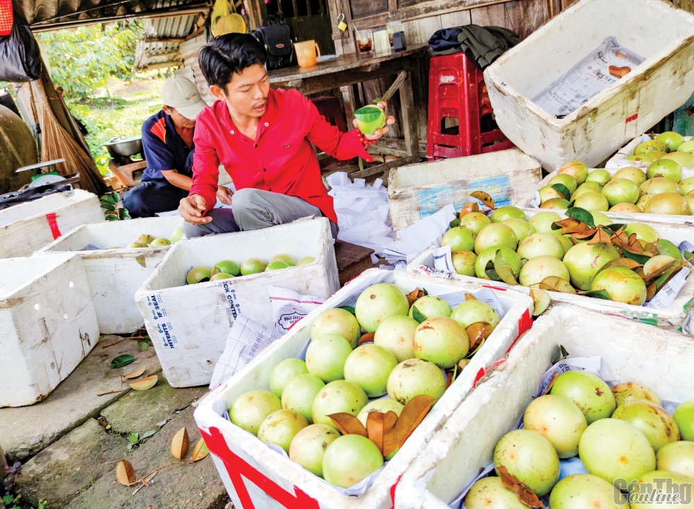 Nhờ có mã số vùng trồng, vú sữa tại Hợp tác xã Vườn cây ăn trái Trường Khương A, xã Trường Long, huyện Phong Điền, TP Cần Thơ đã được xuất khẩu vào thị trường Hoa Kỳ.