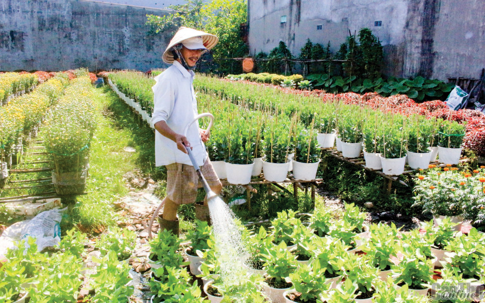 Nông dân tại Làng hoa Bà Bộ (quận Bình Thủy, TP Cần Thơ) chăm sóc hoa và chuẩn bị bán trong Tết Nguyên đán Quý Mão 2023.