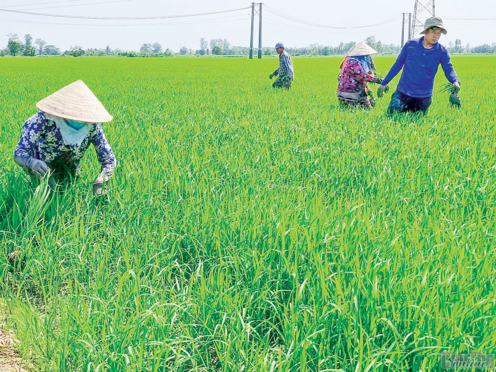 Nông dân huyện Thới Lai chăm sóc ruộng lúa vụ đông xuân 2022-2023.