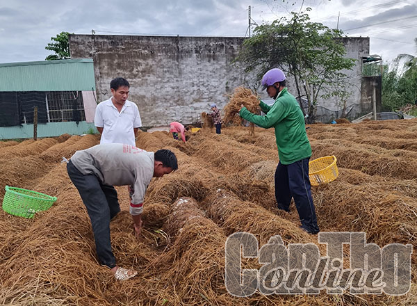 Rơm và hành trình mang lại giá trị cao