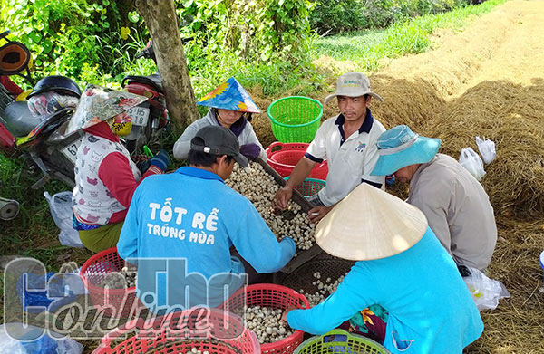 Rơm và hành trình mang lại giá trị cao