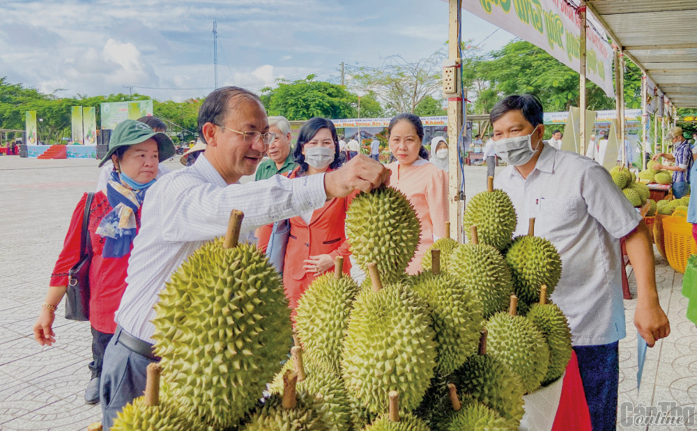 Sầu riêng Tân Thới là 1 trong 6 nhãn hiệu được cấp văn bằng bảo hộ của huyện Phong Điền.