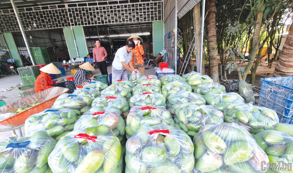 Trái cây được một vựa trái cây ở huyện Cờ Đỏ thu mua, đóng gói để chở đi các nơi tiêu thụ.