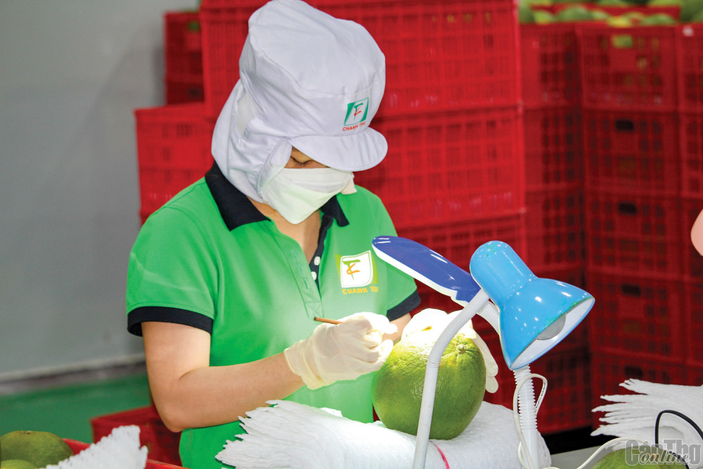 Kiểm tra chất lượng bưởi da xanh tại Công ty CP Tập đoàn Xuất nhập khẩu trái cây Chánh Thu (Bến Tre) để xuất khẩu sang thị trường Hoa Kỳ.