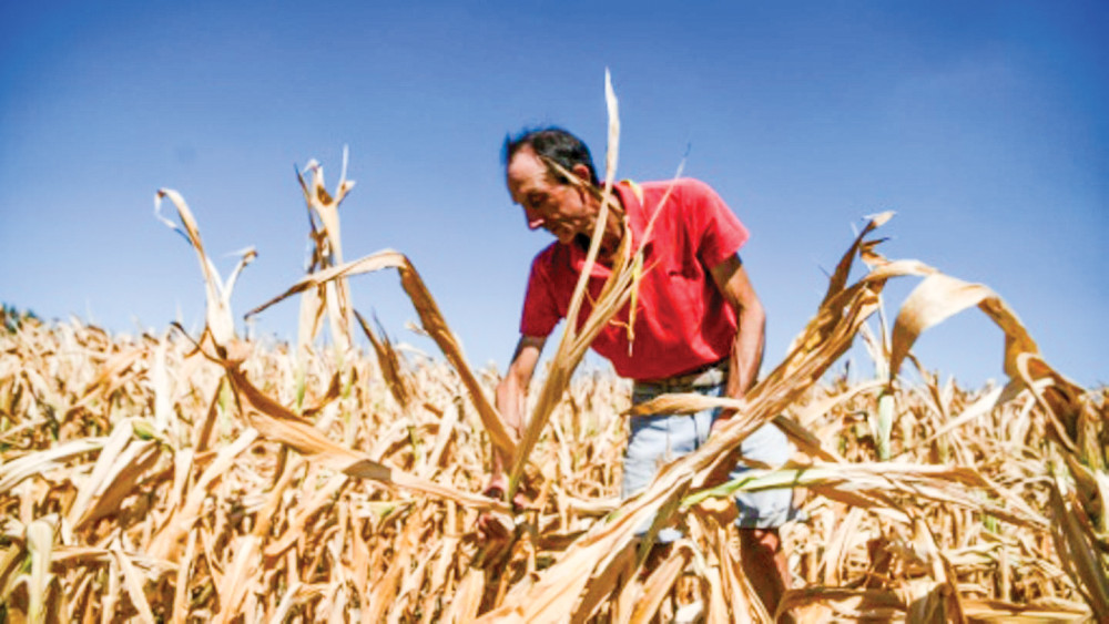 Nông dân Ý đánh giá thiệt hại ở cánh đồng bắp trong trận hạn hán nghiêm trọng hồi hè 2022. Ảnh: AFP