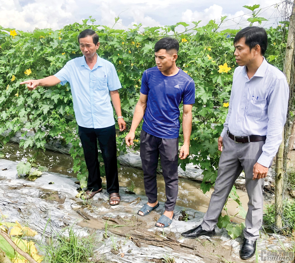 Cán bộ Hội Nông dân phường Ba Láng tham quan tìm hiểu tình hình sản xuất của thành viên Tổ hợp tác trồng màu.