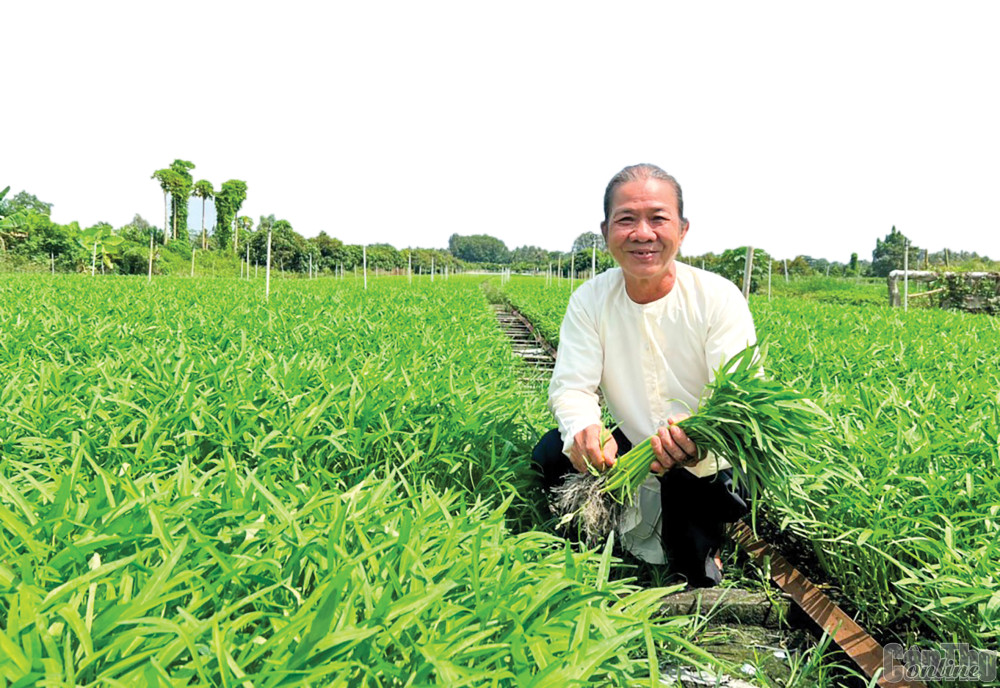 Với mô hình trồng rau muống hiệu quả, ông Nguyễn Văn Bi đạt danh hiệu “Nông dân Việt Nam xuất sắc” năm 2022.