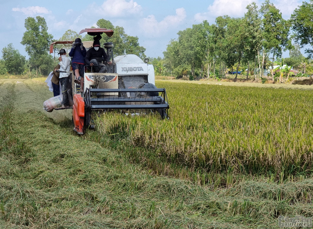 Lúa đông xuân sớm trúng mùa, giá cao Lúa đông xuân tại quận Ô Môn được thu hoạch bằng máy gặt đập liên hợp. Ảnh: K.T