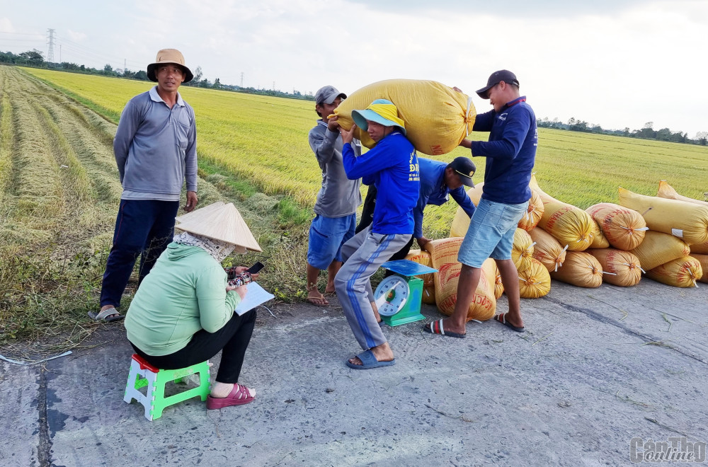 Lúa đông xuân sớm trúng mùa, giá cao Thương lái thu mua lúa của nông dân tại phường Tân Hưng, quận Thốt Nốt.