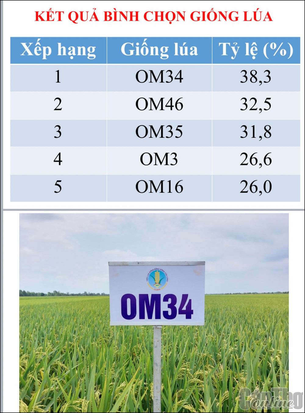 Nghiên cứu, chọn tạo các giống lúa chất lượng cao đáp ứng yêu cầu xuất khẩu