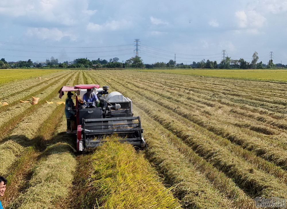 Nhu cầu lớn trong liên kết xây dựng vùng nguyên liệu nông sản sạch