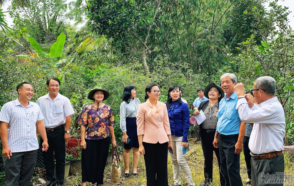 Đoàn khảo sát tại vườn nho thân gỗ thầy Thống. Ảnh: Kiều Mai