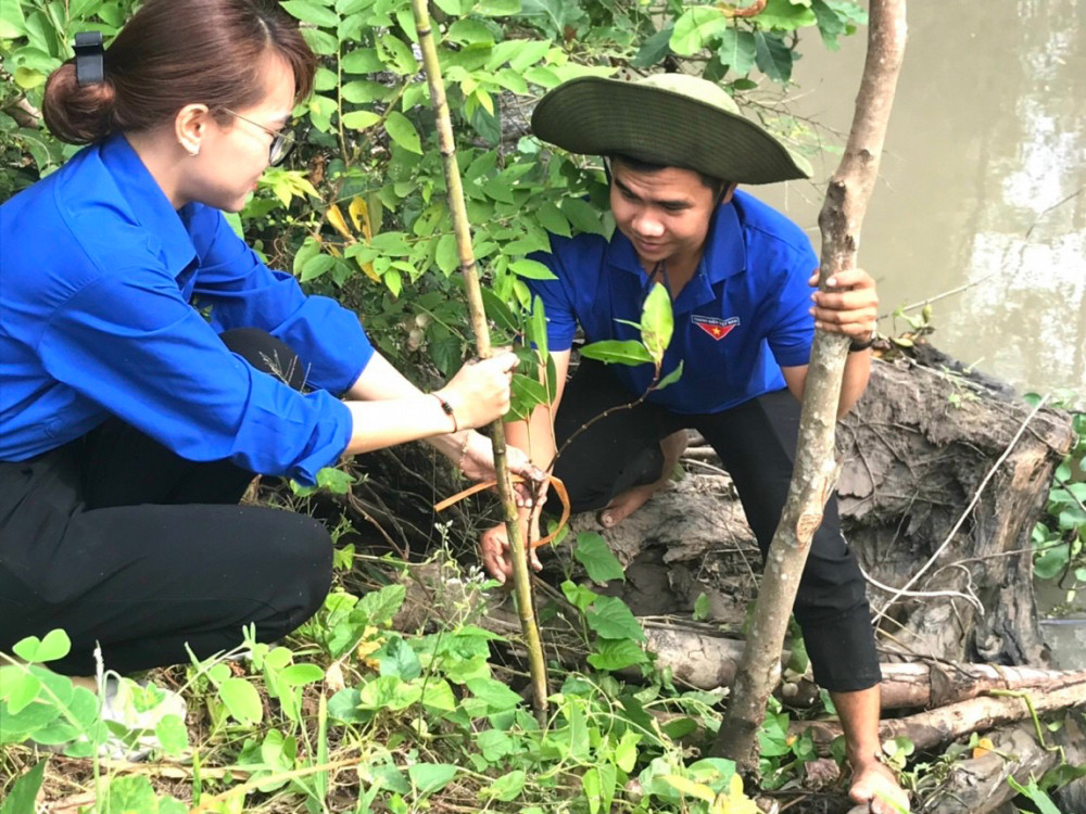 Đoàn viên, thanh niên thị trấn Thới Lai, huyện Thới Lai, tình nguyện trồng bần nhằm phòng, chống sạt lở. Ảnh: CTV