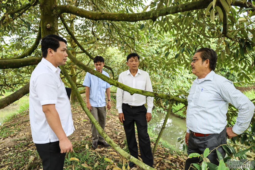 Lãnh đạo ngành Công Thương và UBND huyện Phong Điền gặp gỡ ông Huỳnh Văn Hoảnh, Giám đốc HTX Tân Thới 1 (bìa phải) để nắm tình hình vụ mùa sầu riêng năm 2023.