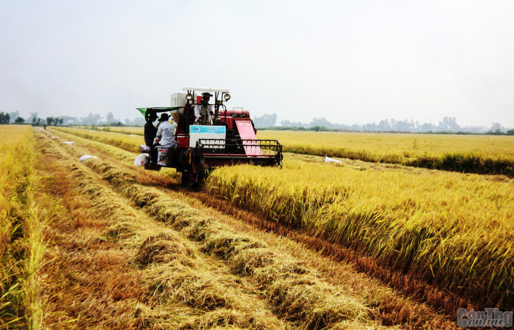 Thu hoạch lúa trên “Cánh đồng lớn” thuộc Hợp tác xã Khiết Tâm, xã Thạnh Lợi.